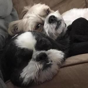 Meet your Posher, Gisele